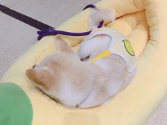 -逗柴咖啡屋·狗咖猫咖宠物桌游