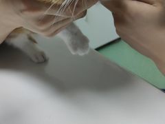 -伟伟宠物医院·CT影像中心·瑞派犬猫综合性门诊(汉口总院)
