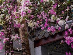 -深圳国际园林花卉博览园