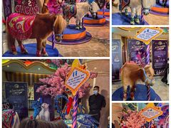 -珠海横琴长隆《卡卡虎奇遇记》