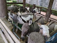 -清迈夜间动物园