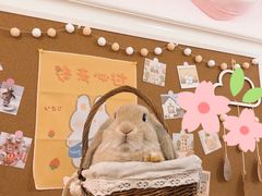 -猫猫幼稚园·撸猫·桌游·电玩
