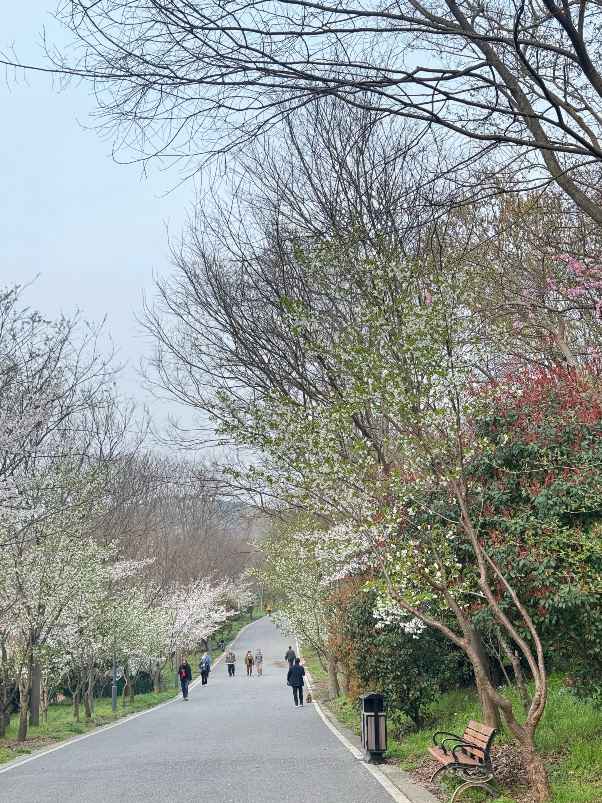 楚雄师范学院樱花大道图片