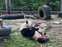 -都江堰中华大熊猫苑