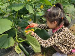 -前小桔亲子创意农场·草莓采摘·露营烧烤