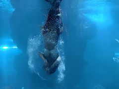 -石家庄海洋公园