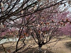 -灌云梅园景区