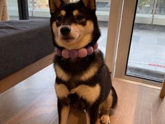 -南京Hallo宠物乐园·哈罗犬舍·柴犬繁育基地