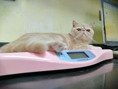 -安安宠医宠物医院·异宠·犬猫内科(岳阳分院)