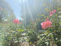 -永定河休闲森林公园