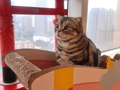 -Catmate·猫肥家润(金润铂宫店)