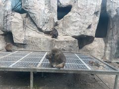 -大青山野生动物园