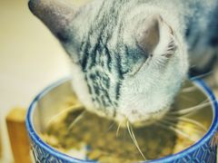 -momokira米努特·德文卷毛猫·棉花面纱犬