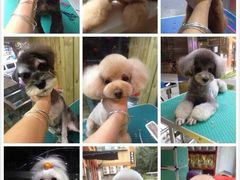 作品-优缇多格专业宠物美容师培训学校