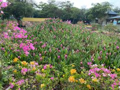-松山湖梦幻百花洲