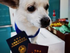 -瑞派宠物医院·24h·骨外科·皮肤科·全科宠物医疗转诊中心(沈阳浑南院)
