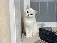 -喵zoo家庭繁育猫舍(尖东智能花园店)