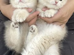 -lincat·猫舍(广州店)