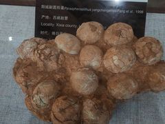 -中国西峡恐龙遗迹园