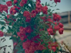-百花深处胡同