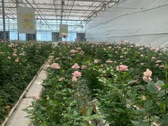 -上海鲜花港