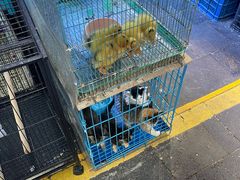 -青石桥花鸟鱼虫市场(叠翠城店)