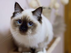 -十年猫舍·猫咪专门店(普陀店)