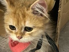 -楼上猫咖(罗湖店)