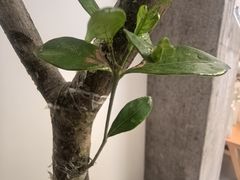 -喜茶(广州番禺奥园广场店)