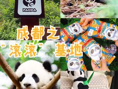 -成都大熊猫繁育研究基地