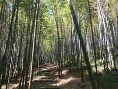 -广州市石门国家森林公园