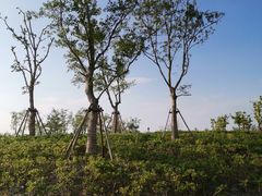 -春花秋色城市公园