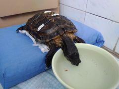 -美联众合动物医院·伴可分院·内科中心医院