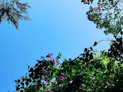 -深圳国际园林花卉博览园