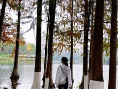-重庆彩云湖湿地公园