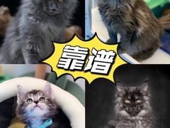 -糯米喵星人总部直营旗舰店·猫舍·幼猫出售