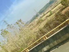 -千年银杏谷文化旅游区