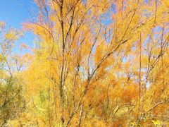 -金塔沙漠胡杨林景区