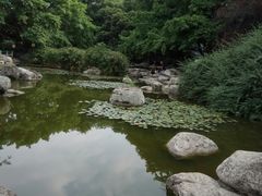 -神仙树公园