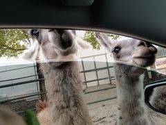 -常州淹城野生动物世界