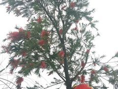 -天适樱花悠乐园