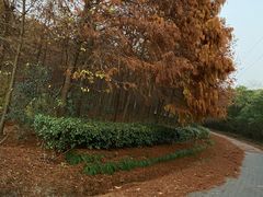 -上海海湾国家森林公园