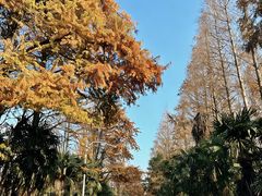 -上海海湾国家森林公园