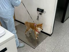 -四月宠物医院·猫专科·心脏专科·内科(转塘店)