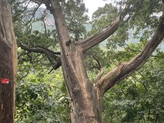 -北京上方山国家森林公园