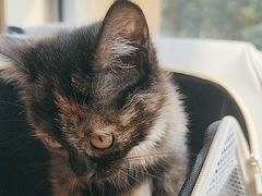 -艾贝尔宠物医院 ·内科全科(梁溪路店)