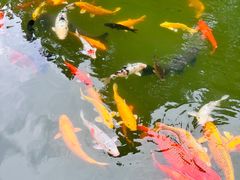 -杭州植物园