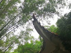 -大屏嶂森林公园