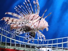 -太平洋海底世界