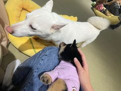 -逗柴咖啡屋·狗咖猫咖宠物桌游